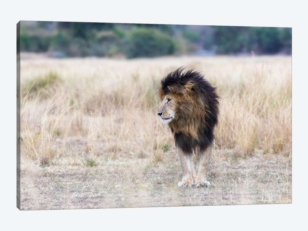 Scar The Lion, Masai Mara by Jane Rix 1-piece Canvas Art