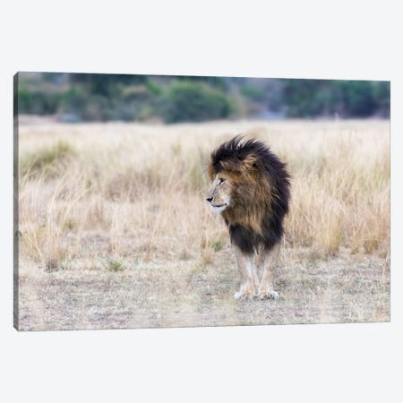 Scar The Lion, Masai Mara Canvas Print #JRX342} by Jane Rix Canvas Wall Art