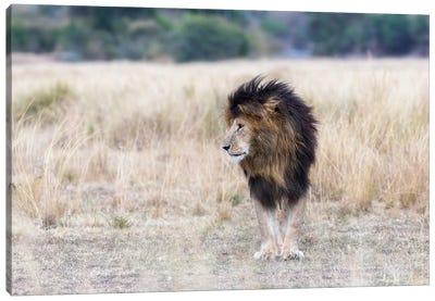 Scar The Lion, Masai Mara Canvas Art Print - Kenya