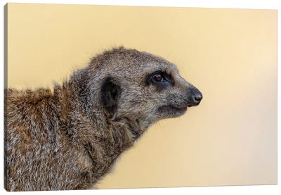 Meerkat Side Profile Canvas Art Print - Jane Rix