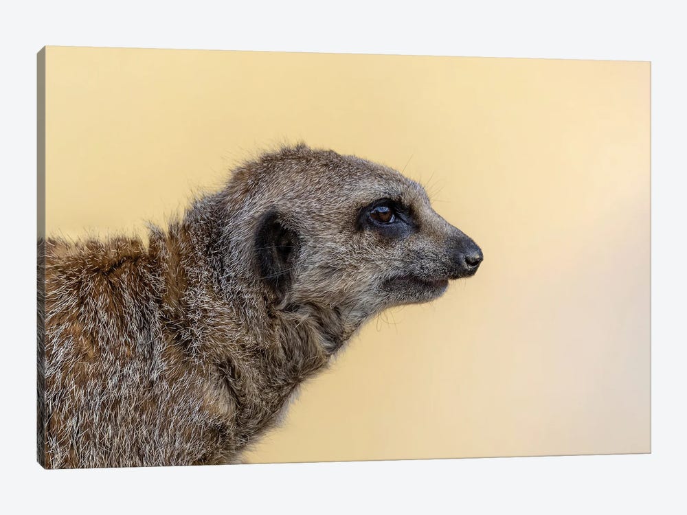 Meerkat Side Profile by Jane Rix 1-piece Canvas Print