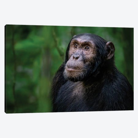 Adult Chimpanzee, Kibale Forest, Uganda Canvas Print #JRX346} by Jane Rix Canvas Art Print