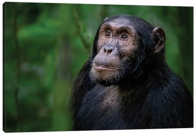 Adult Chimpanzee, Kibale Forest, Uganda Canvas Art Print - Jane Rix