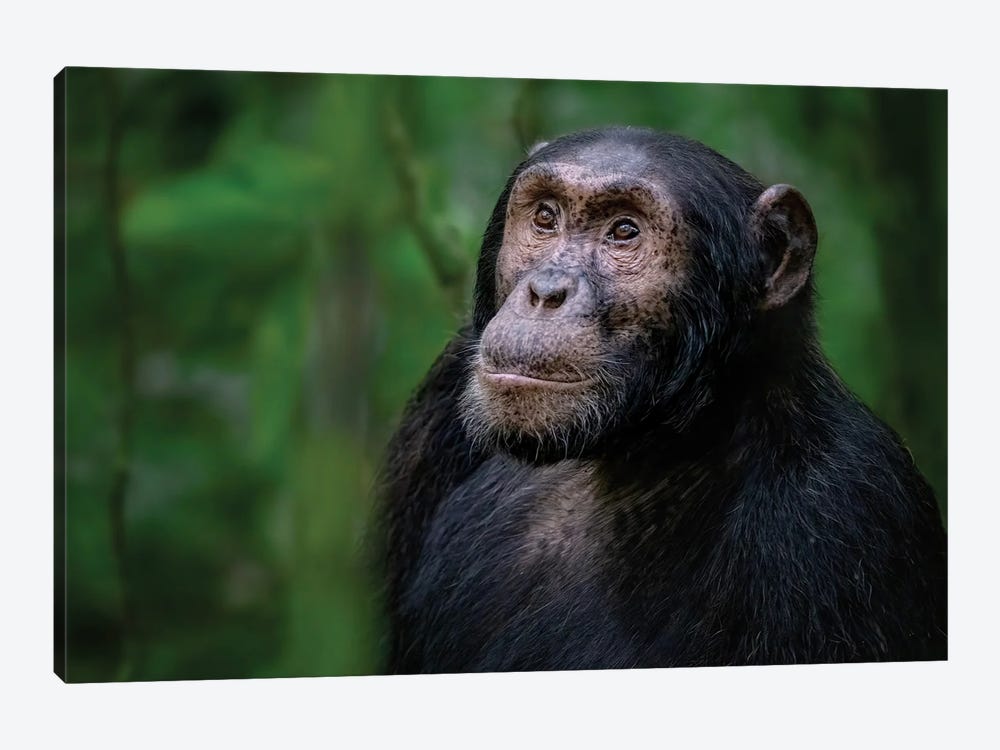 Adult Chimpanzee, Kibale Forest, Uganda by Jane Rix 1-piece Canvas Art