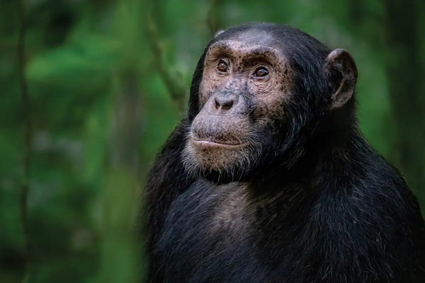 Chimpanzees: Adult Chimpanzee, Kibale Forest, Uganda by Jane Rix