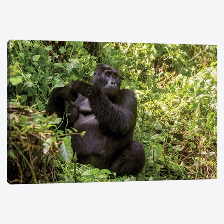 Adult Blackback Gorilla, Bwindi Impenetrable Forest, Uganda Canvas Print #JRX348} by Jane Rix Canvas Art