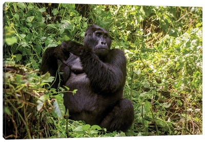 Adult Blackback Gorilla, Bwindi Impenetrable Forest, Uganda Canvas Art Print - Chimpanzee Art