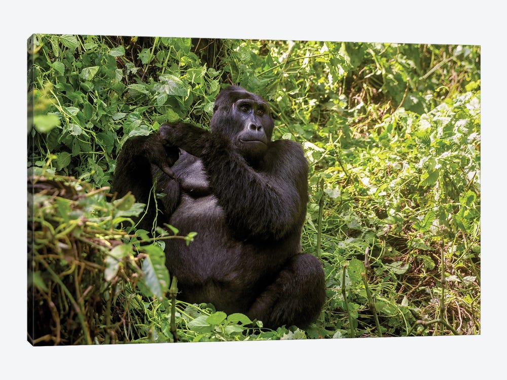 Adult Blackback Gorilla, Bwindi Impenetrable Forest, Uganda by Jane Rix 1-piece Canvas Wall Art