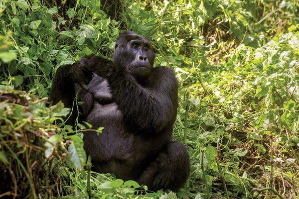 Chimpanzees: Adult Blackback Gorilla, Bwindi Impenetrable Forest, Uganda by Jane Rix