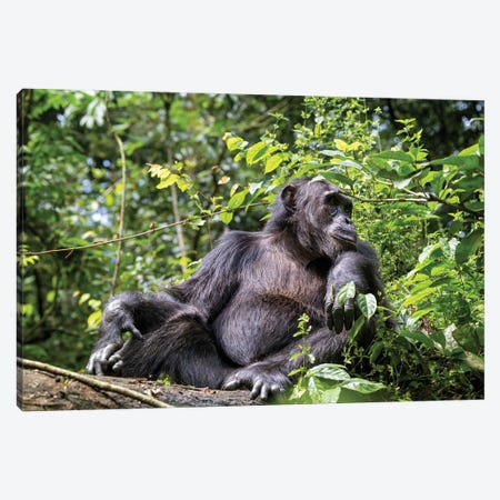 Adult Male Chimpanzee, Kibale Forest, Uganda Canvas Print #JRX351} by Jane Rix Canvas Print