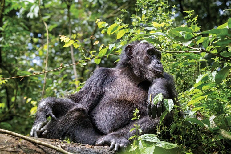 Adult Male Chimpanzee, Kibale Forest, Uganda