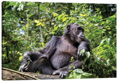 Adult Male Chimpanzee, Kibale Forest, Uganda Canvas Art Print - Jane Rix