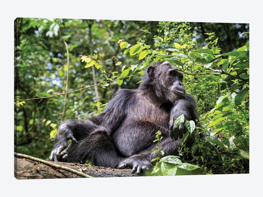 Adult Male Chimpanzee, Kibale Forest, Uganda by Jane Rix 1-piece Canvas Wall Art