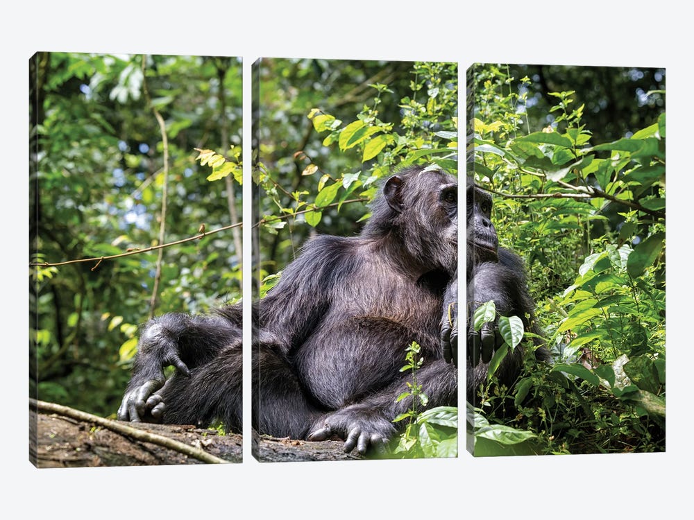 Adult Male Chimpanzee, Kibale Forest, Uganda by Jane Rix 3-piece Canvas Artwork