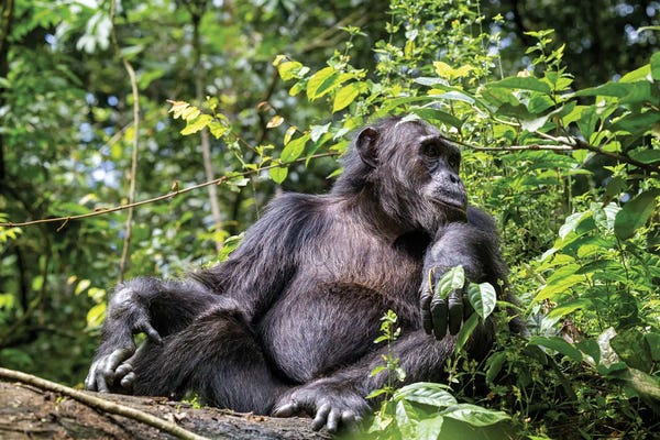 Chimpanzees: Adult Male Chimpanzee, Kibale Forest, Uganda by Jane Rix