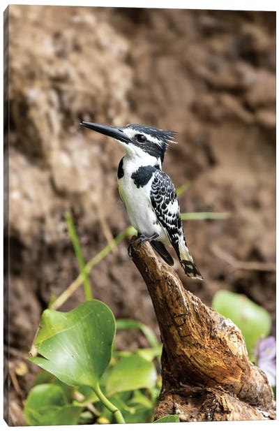 Pied Kingfisher, Uganda Canvas Art Print - Jane Rix