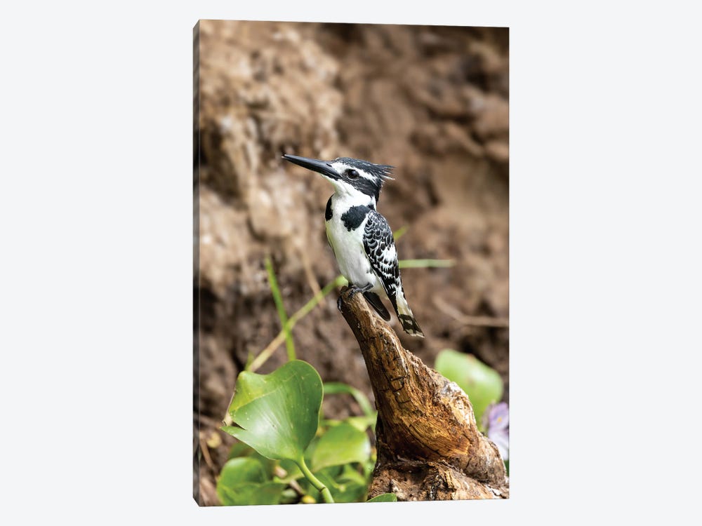 Pied Kingfisher, Uganda by Jane Rix 1-piece Canvas Print