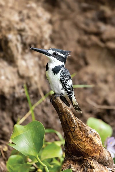 Kingfishers: Pied Kingfisher, Uganda by Jane Rix