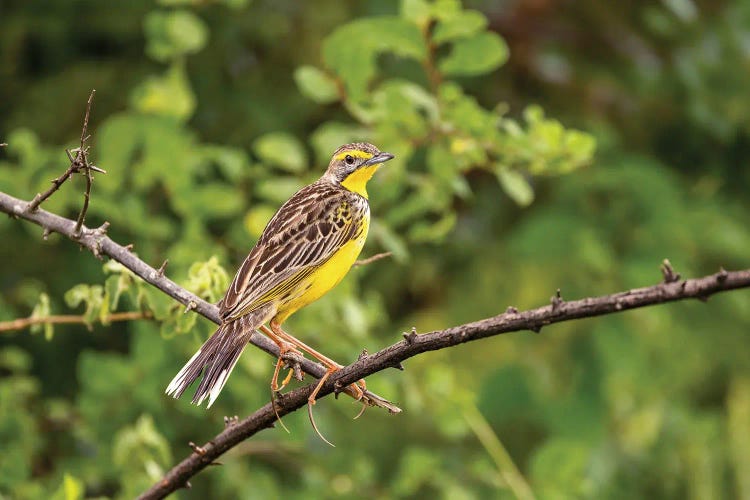 Yellow-Throated Longclaw, Uganda