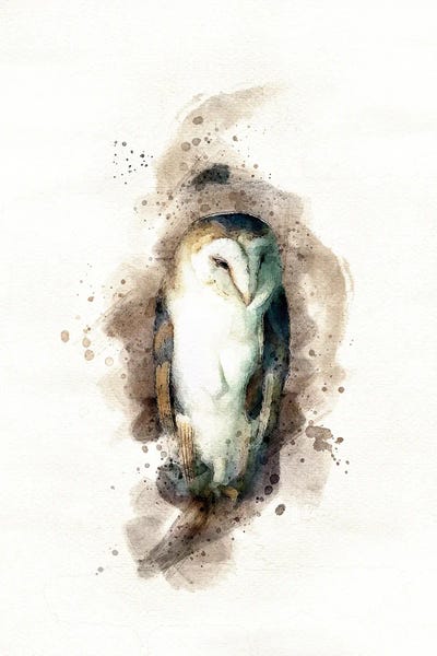 Jane Rix: Barn Owl Watercolour by Jane Rix
