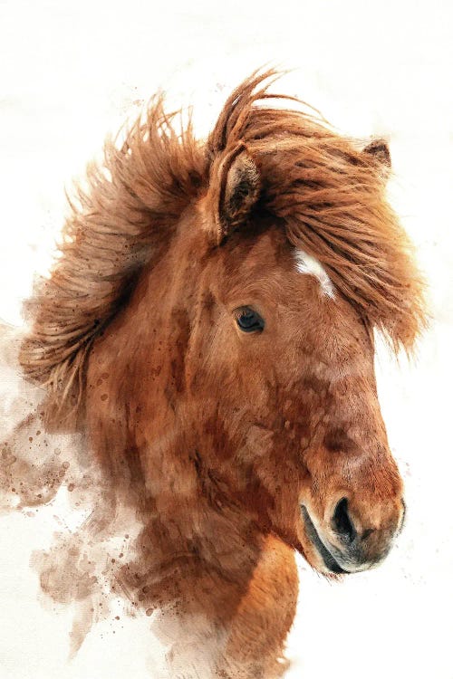 Chestnut Icelandic Horse Watercolour.