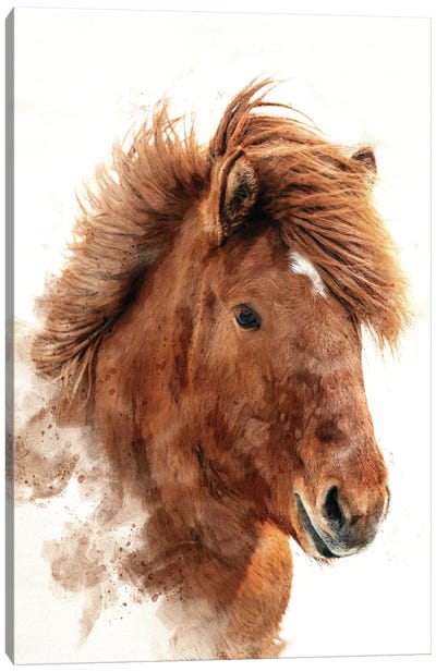Chestnut Icelandic Horse Watercolour. Canvas Art Print - Jane Rix