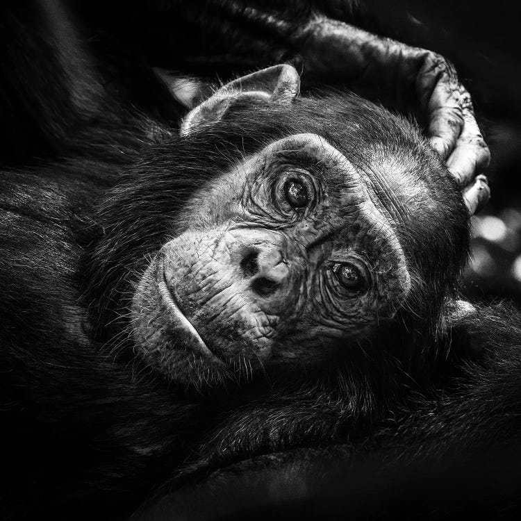 Baby Chimp In Black And White