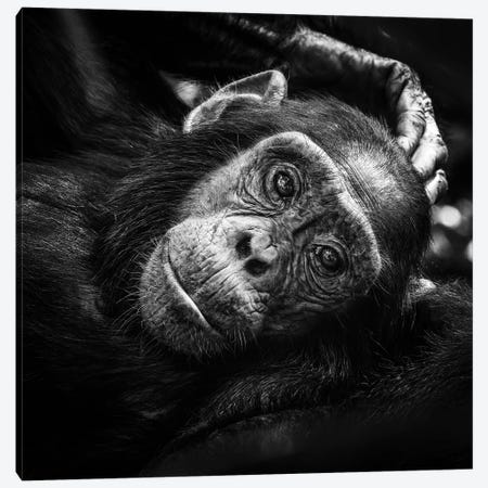 Baby Chimp In Black And White Canvas Print #JRX358} by Jane Rix Canvas Print