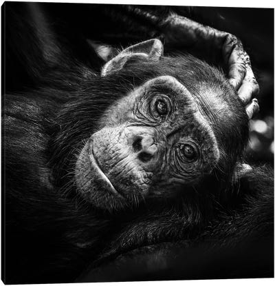 Baby Chimp In Black And White Canvas Art Print - Chimpanzee Art