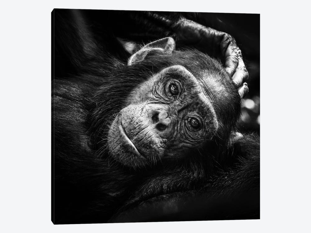 Baby Chimp In Black And White by Jane Rix 1-piece Art Print