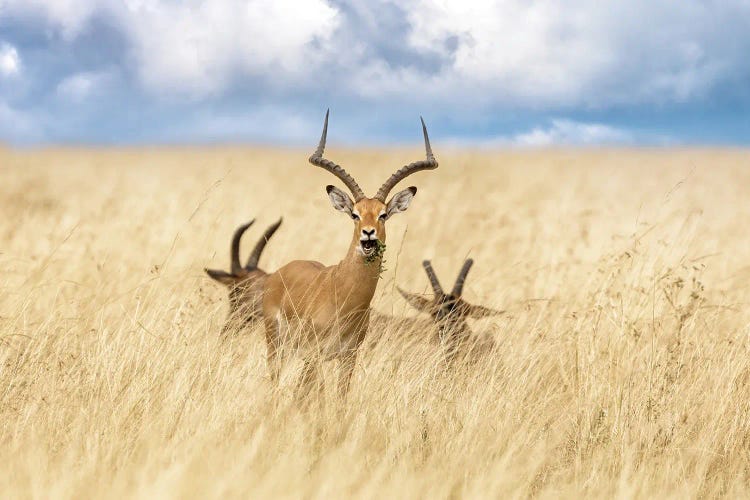 Impala And Topi In The Masai Mara