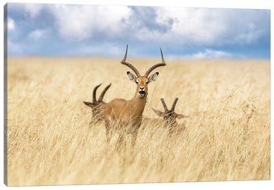 Impala And Topi In The Masai Mara Canvas Art Print - Jane Rix