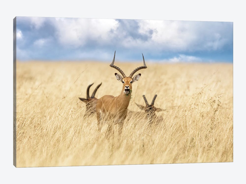 Impala And Topi In The Masai Mara by Jane Rix 1-piece Canvas Art