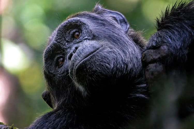 Adult Chimp Looks Down From A Tree