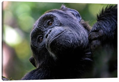 Adult Chimp Looks Down From A Tree Canvas Art Print - Chimpanzee Art