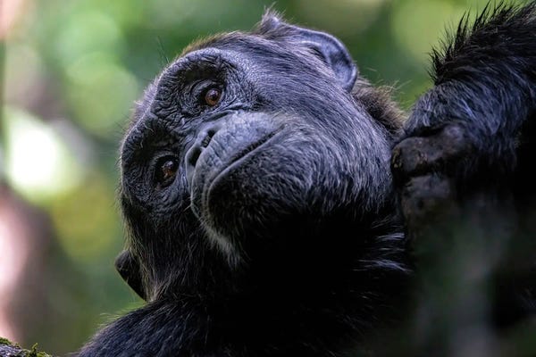Chimpanzees: Adult Chimp Looks Down From A Tree by Jane Rix