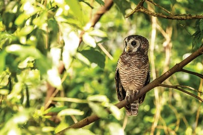 African Wood Owl, Uganda by Jane Rix canvas print