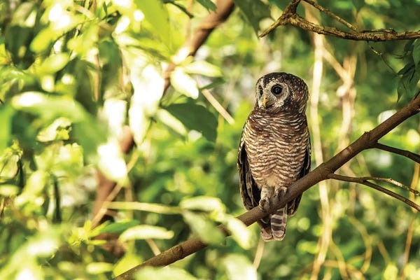 Jane Rix: African Wood Owl, Uganda by Jane Rix