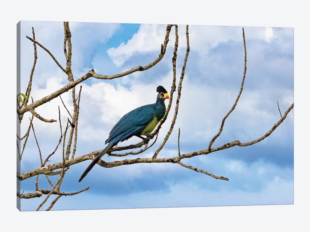 Great Blue Turaco by Jane Rix 1-piece Canvas Art