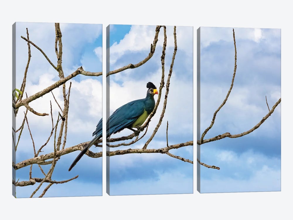 Great Blue Turaco by Jane Rix 3-piece Canvas Art