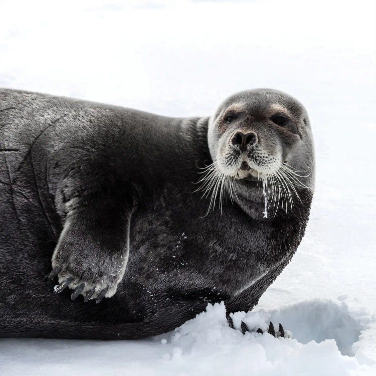 Bearded Seal In Svalbard