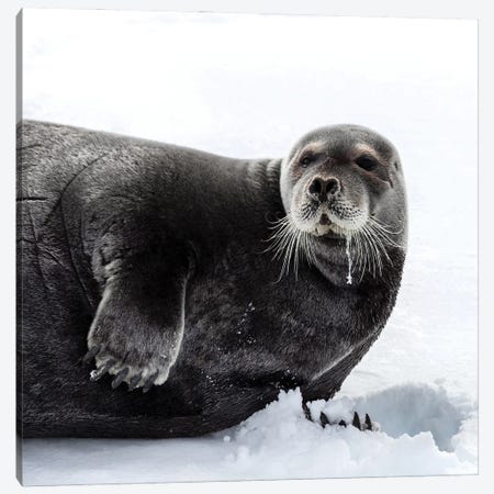 Bearded Seal In Svalbard Canvas Print #JRX363} by Jane Rix Canvas Artwork