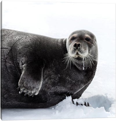 Bearded Seal In Svalbard Canvas Art Print - Seal Art