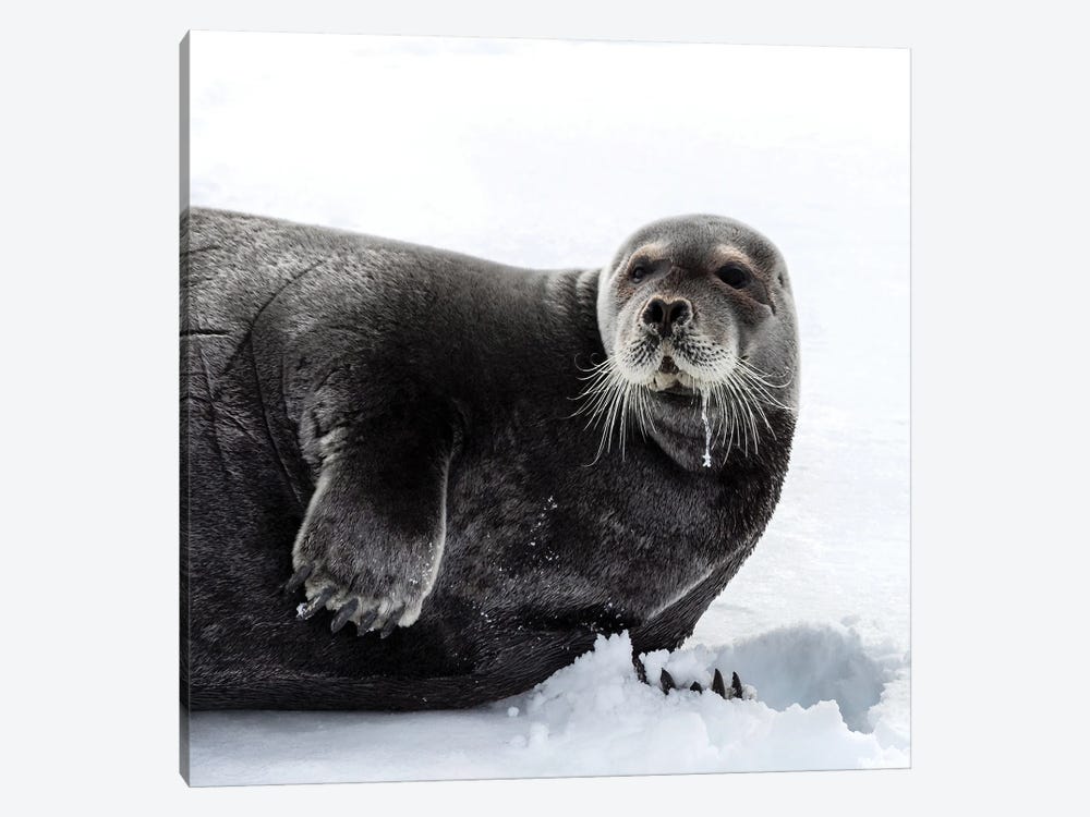 Bearded Seal In Svalbard by Jane Rix 1-piece Canvas Print