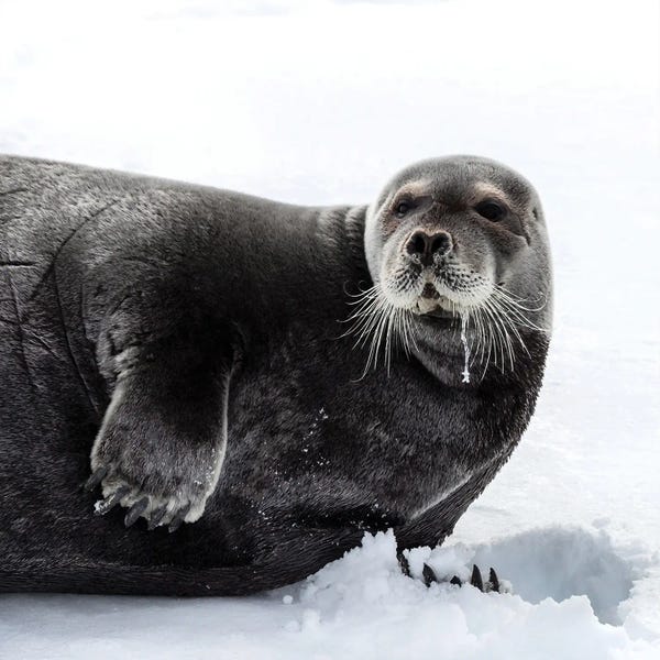 Bearded Seal In Svalbard