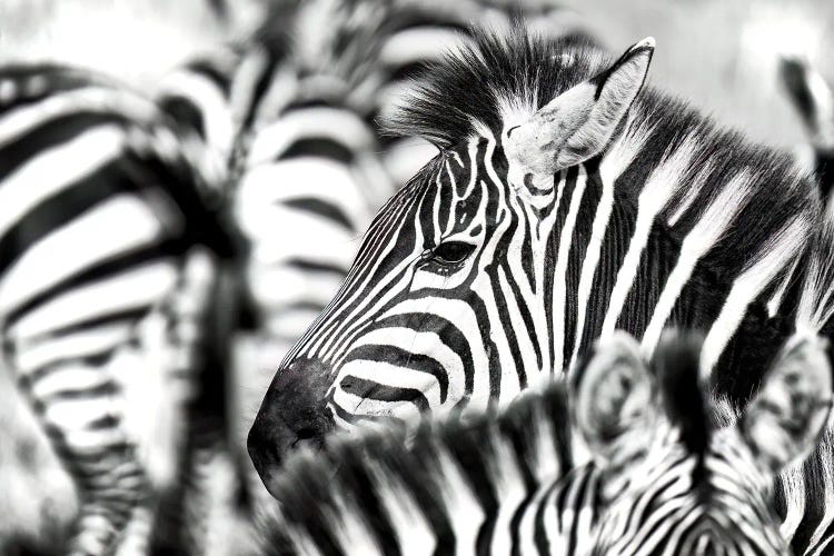 Zebra Herd Black And White