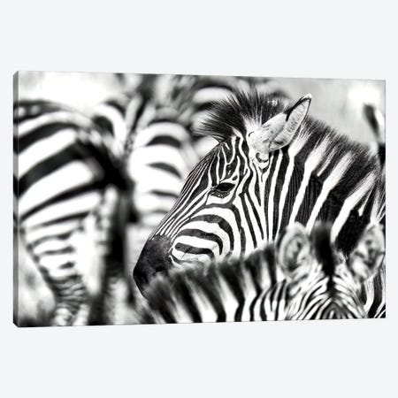 Zebra Herd Black And White Canvas Print #JRX365} by Jane Rix Canvas Print