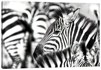 Zebra Herd Black And White Canvas Art Print - Jane Rix