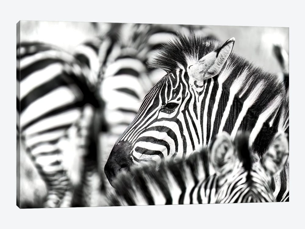 Zebra Herd Black And White by Jane Rix 1-piece Canvas Art Print