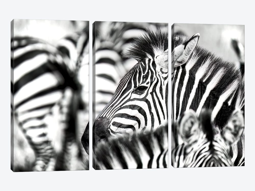 Zebra Herd Black And White by Jane Rix 3-piece Canvas Art Print